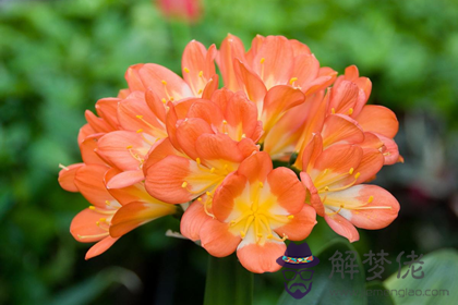 國慶節到了家里放盆綠植可以改運(圖文)