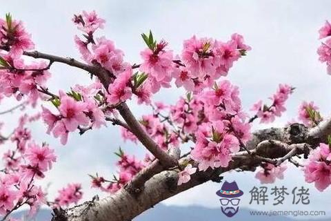 2020風水布局 2020年招桃花的風水方位