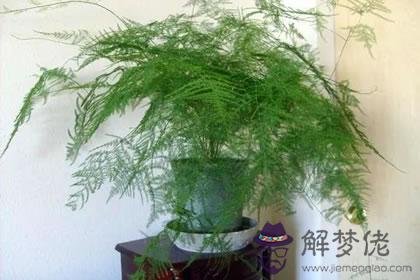 揭秘生肖猴豬年怎么招桃花(圖文)