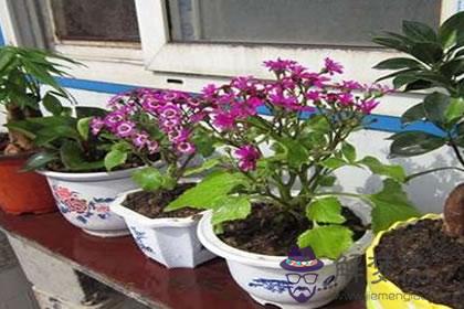 屬羊者家居養花的風水禁忌(圖文)