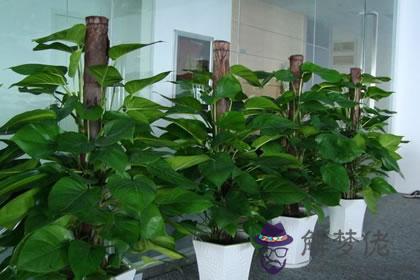 2020年招財風水應該這樣擺了(圖文)