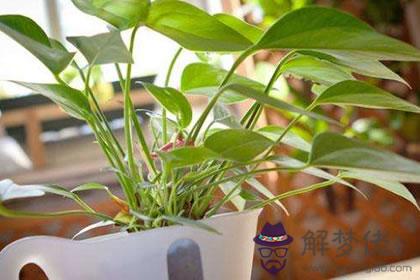 屬狗者家居養花的風水禁忌(圖文)