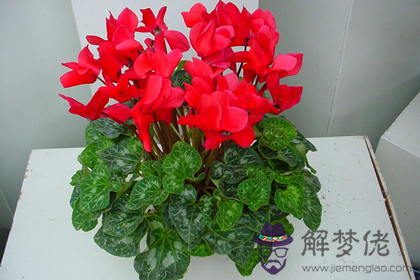 仙客養幾株招財效果更佳(圖文)