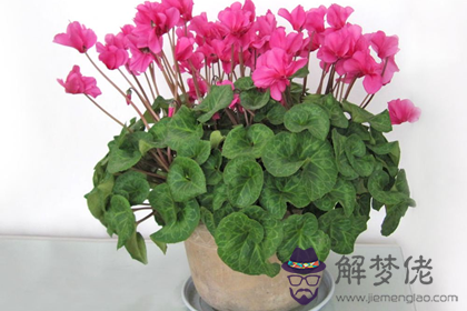 仙客養幾株招財效果更佳(圖文)