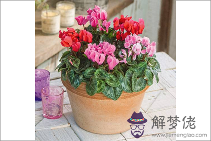 仙客養幾株招財效果更佳(圖文)