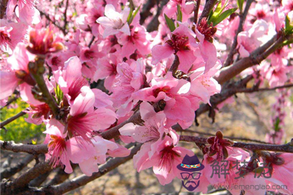 教你分辨桃花運和桃花煞的區別(圖文)