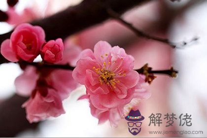 教你分辨桃花運和桃花煞的區別(圖文)