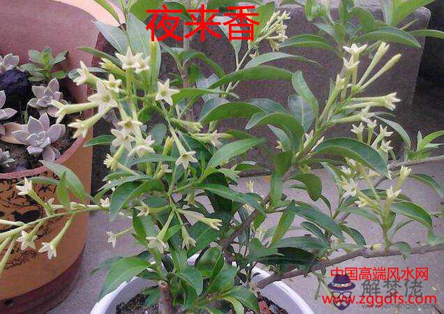 臥室花卉擺放的風水禁忌(圖文)