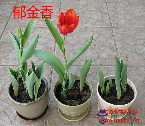 臥室花卉擺放的風水禁忌(圖文)