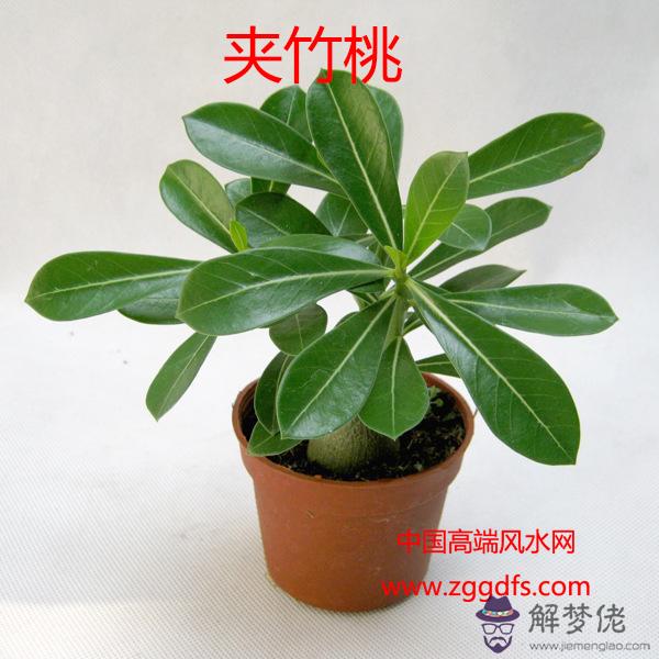 臥室花卉擺放的風水禁忌(圖文)