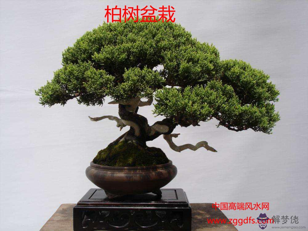 臥室花卉擺放的風水禁忌(圖文)