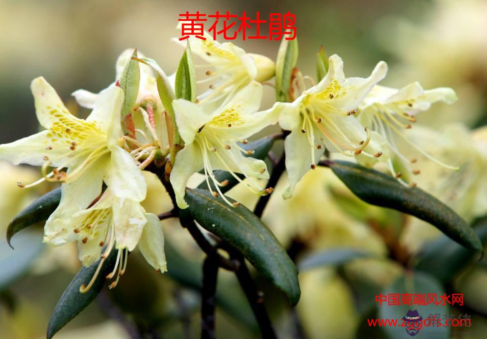 臥室花卉擺放的風水禁忌(圖文)