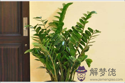 金錢樹養幾株招財效果更佳(圖文)