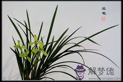 蘭花養幾株招財效果更佳(圖文)