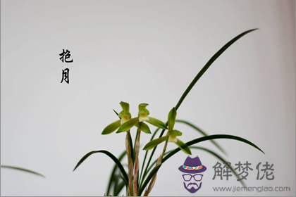 蘭花養幾株招財效果更佳(圖文)