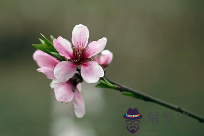 什么命理的女人最容易有桃花煞(圖文)
