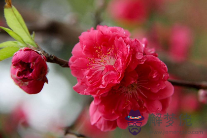 什么命理的女人最容易有桃花煞(圖文)