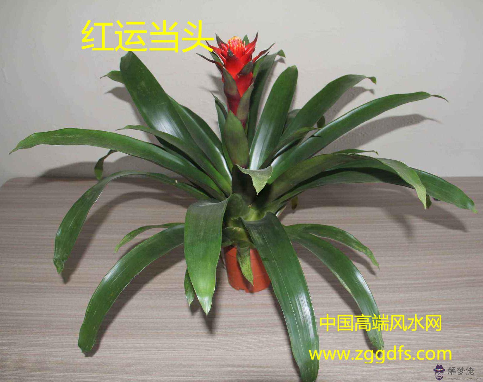 辦公室植物擺放風水禁忌(圖文)