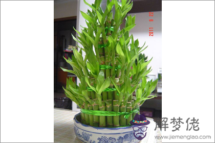 寶塔狀富貴竹風水上有什么寓意 怎么制作(圖文)
