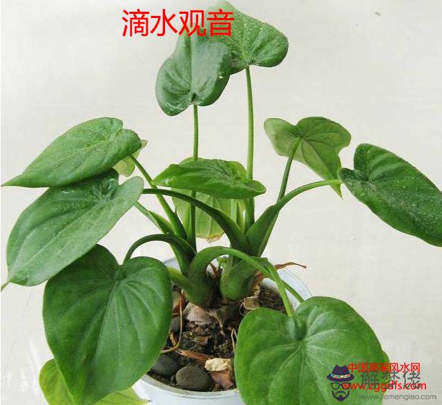 風水大師：滴水觀音擺上客戶臺 投資者死守股票迎來反彈時都(圖文)