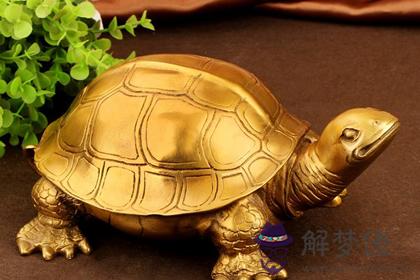 家居飾品烏龜擺放的風水禁忌(圖文)