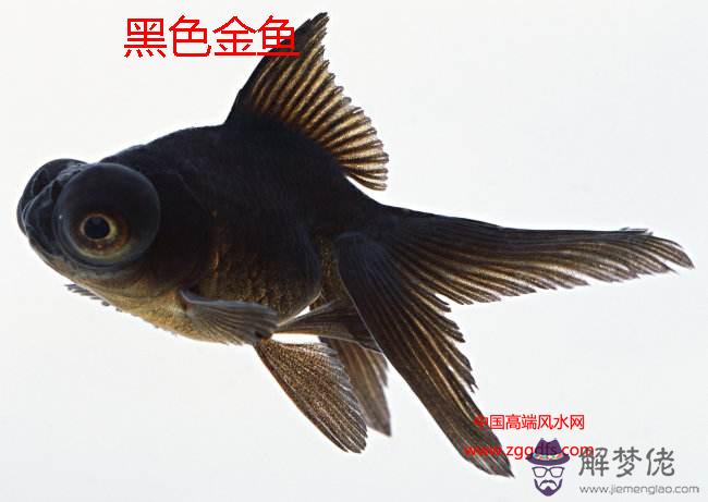 家庭養魚風水知識(圖文)