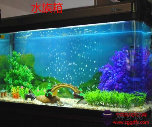 家庭養魚風水知識(圖文)