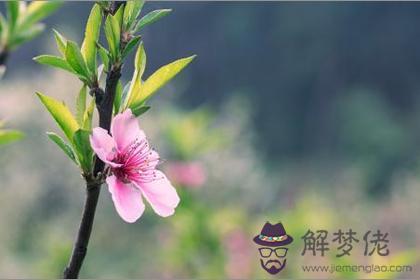 辦公室桃花風水 辦公室如何布置招桃花的風水(圖文)