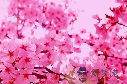 辦公室桃花風水 辦公室如何布置招桃花的風水(圖文)