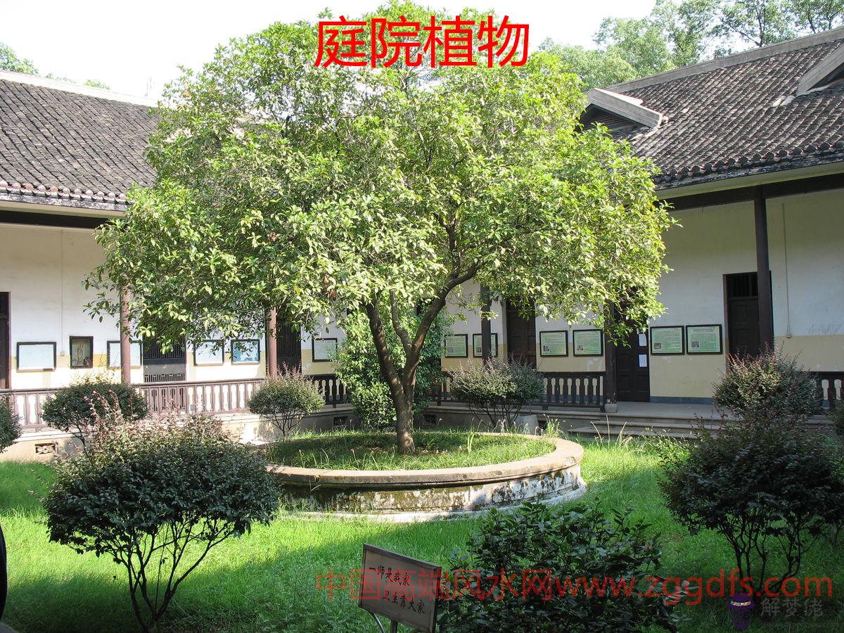 室內植物和家居風水(圖文)