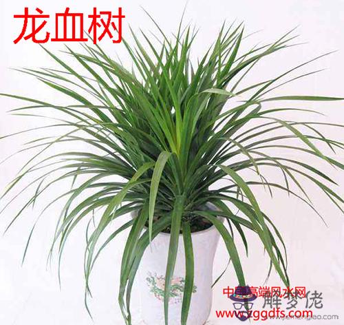 室內植物和家居風水(圖文)