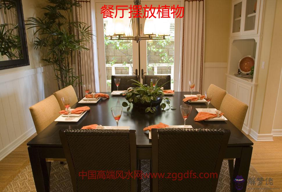 室內植物和家居風水(圖文)