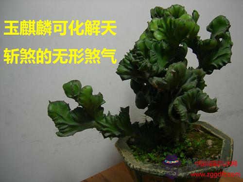 室內植物和家居風水(圖文)