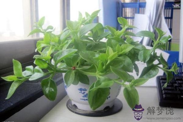 女性辦公桌上應擺放什么