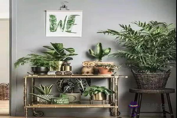 你家的盆栽放對位置了嗎
