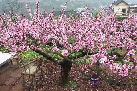 門前種桃花好不好桃樹的風水影響 解夢佬 門前種桃花好不好桃樹的風水影響 解夢佬