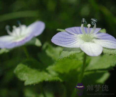 2月19日是什么生日花 解夢佬
