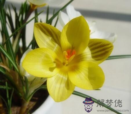2月17日是什么生日花 解夢佬