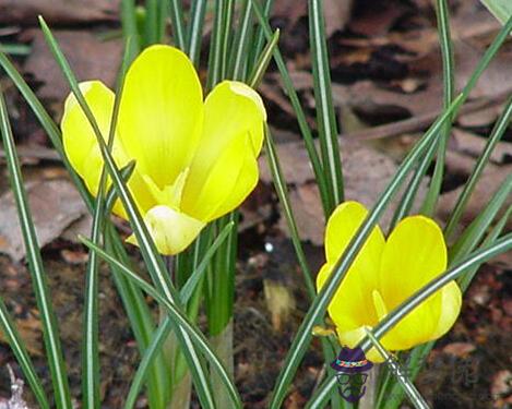 2月14日是什么生日花 解夢佬
