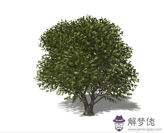 2月1日是什么生日花 解夢佬 2月1日是什么生日花 解夢佬