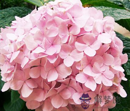 1月29日是什么生日花 解夢佬 1月29日是什么生日花 解夢佬