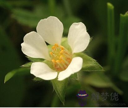 1月14日是什么生日花 解夢佬