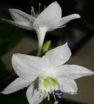 白蘭花的功效與作用 解夢佬 白蘭花的功效與作用 解夢佬