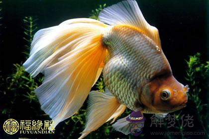 招財金魚的顏色揭秘什么顏色金魚最招財 解夢佬