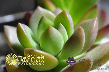 多肉植物有風水講究嗎多肉擺放風水 解夢佬 多肉植物有風水講究嗎多肉擺放風水 解夢佬