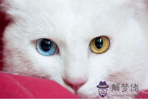 鴛鴦眼的男人命運怎麼樣