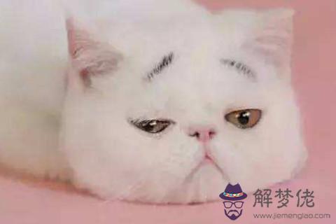 倒八字眉毛的人性格怎麼樣