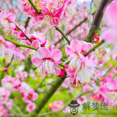 你最旺的桃花運在哪個季節出現？