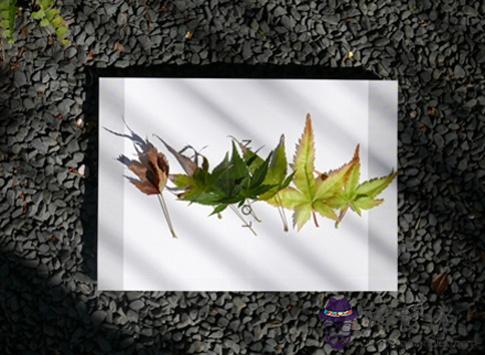 你哪一項天賦正在被埋沒？