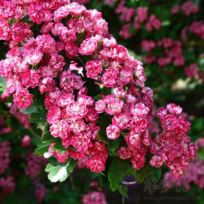 農歷新年前后你的桃花運怎麼樣？